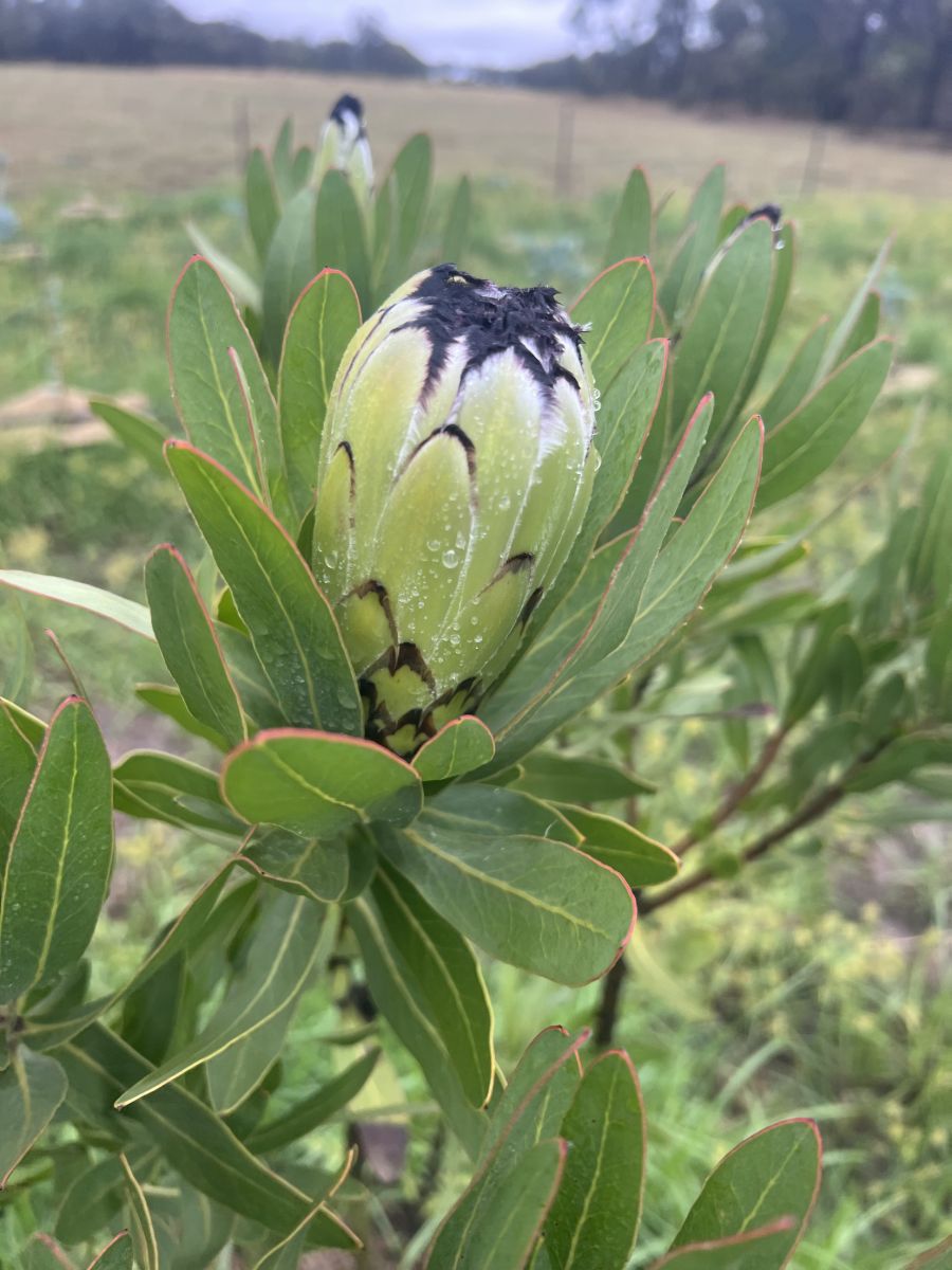 A protea bud covered in dew, growing in the paddock