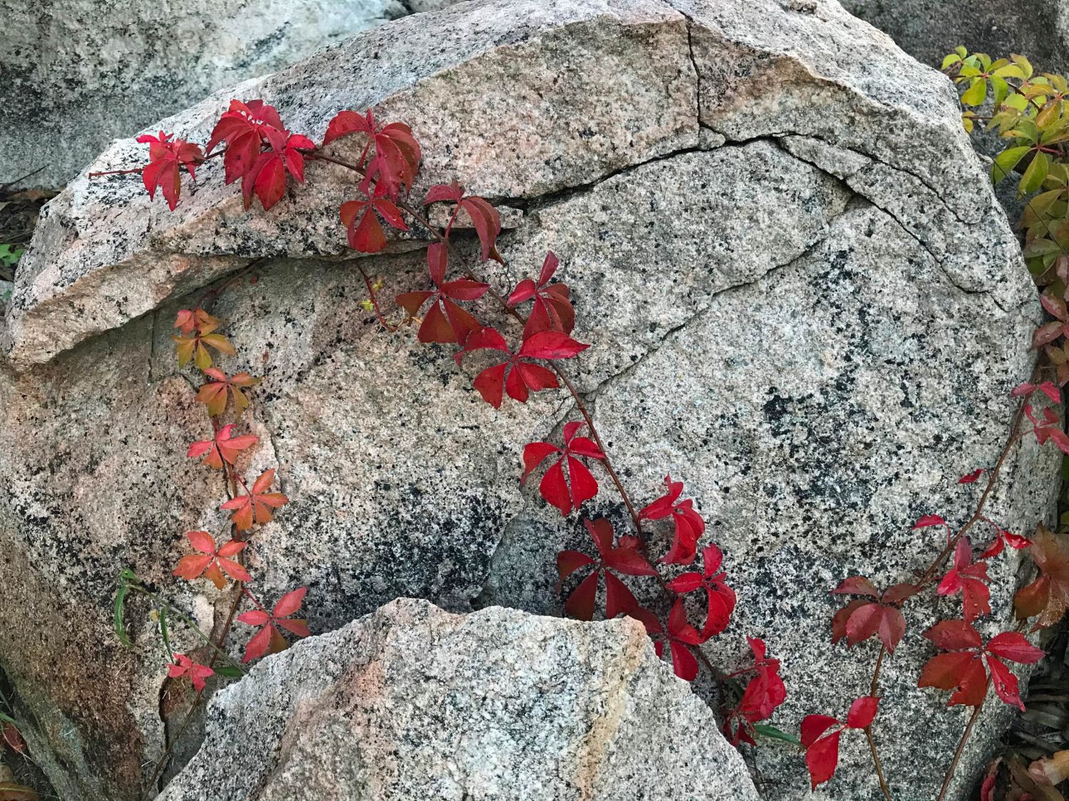 Red creeper running over a granite boulder in autumn