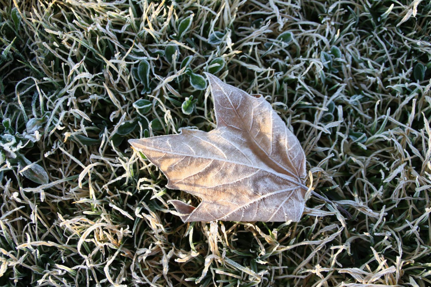 A frosted leaf on the grass on a winter morning
