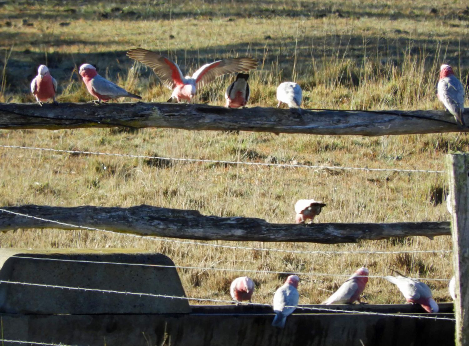 Galahs on the old timber rails