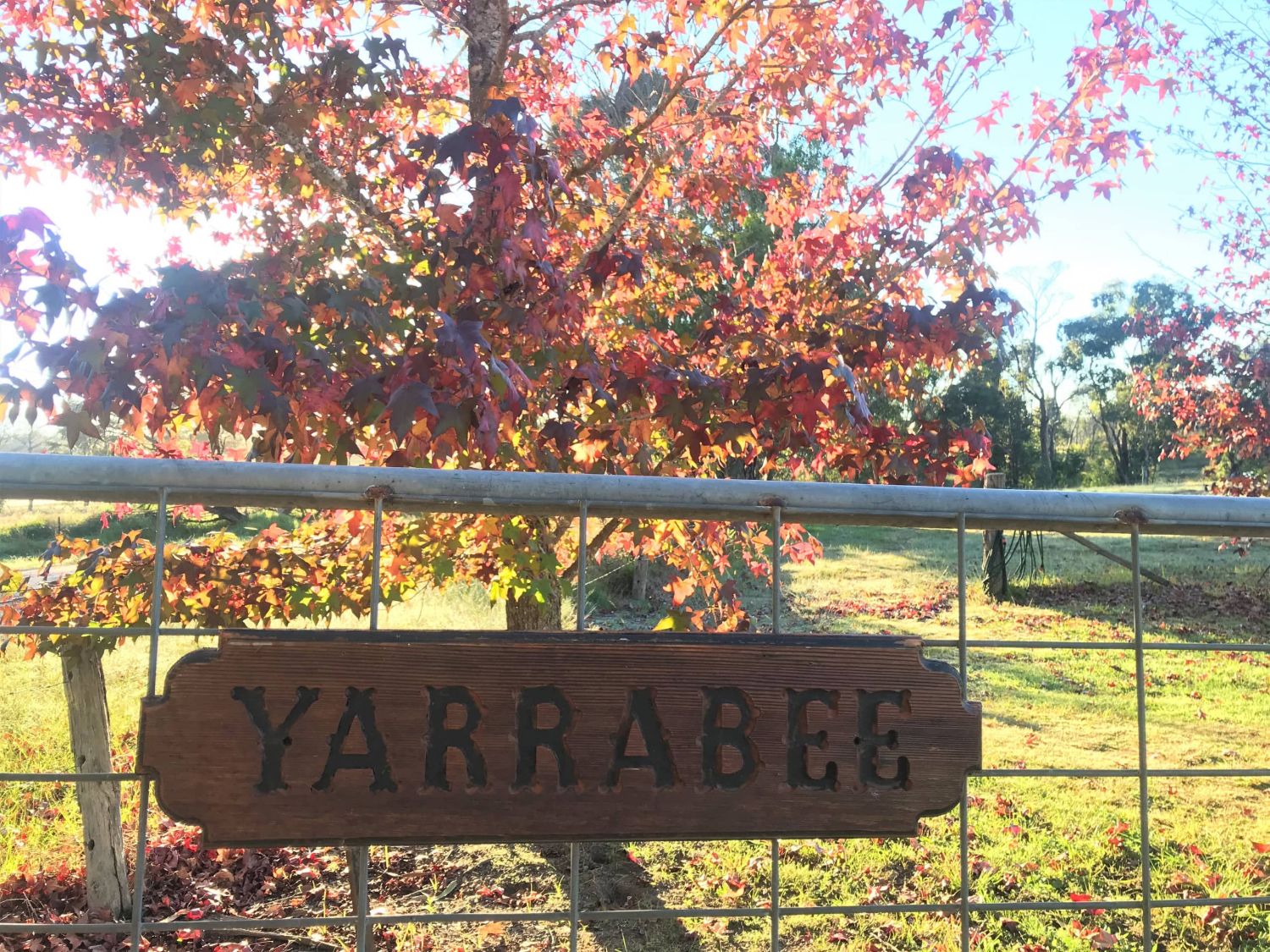 The Yarrabee gate sign under the liquidambar in full autumn colour