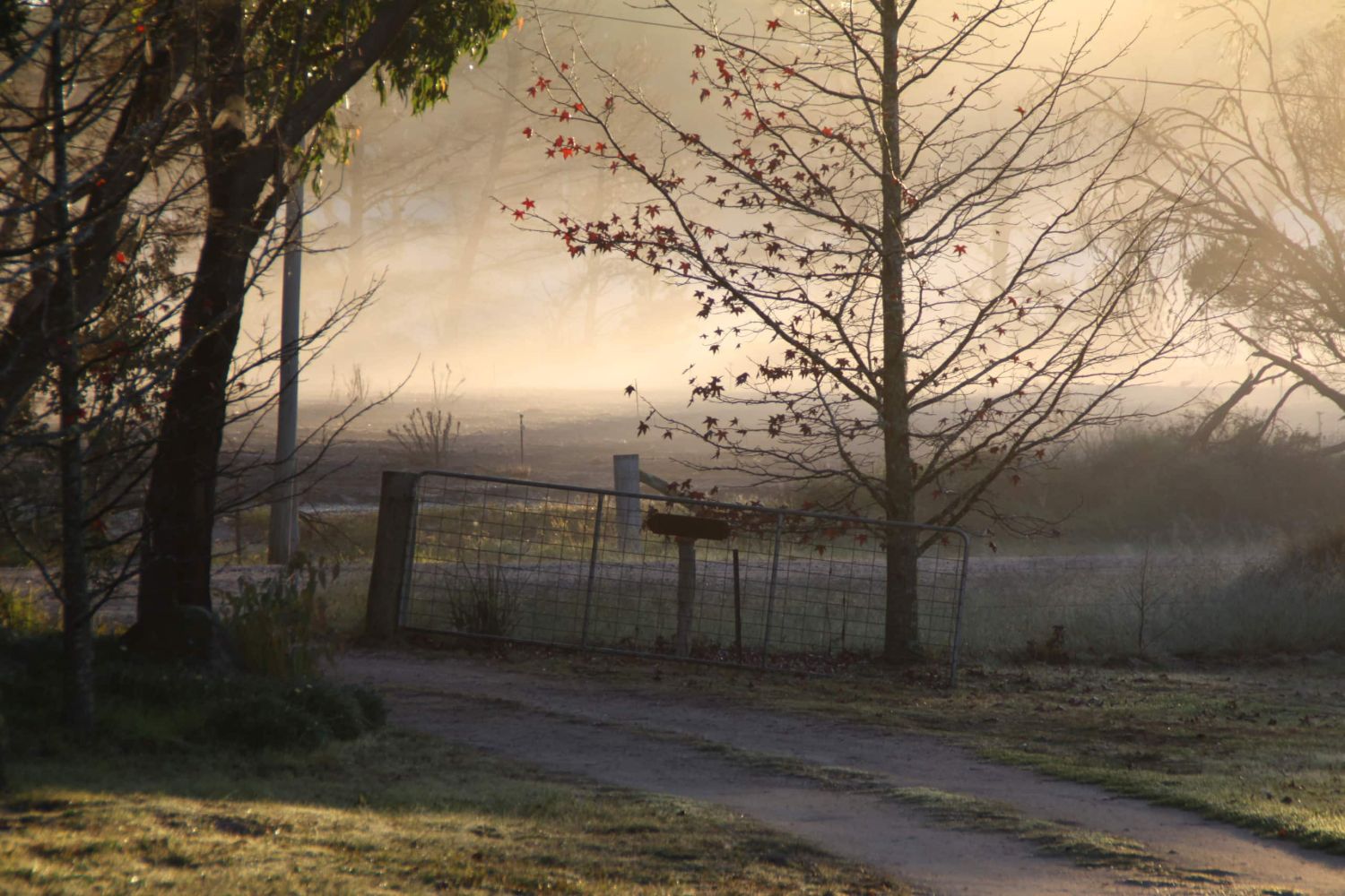 Morning mist and low sun through the front gate