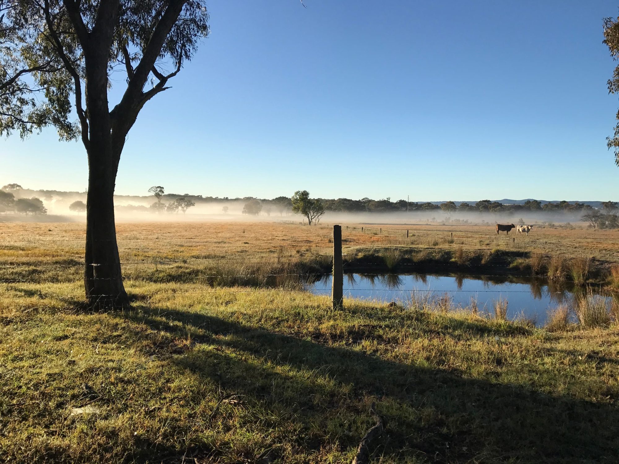 Morning mist over a dam at Yarrabee, cattle grazing beyond the fence line
