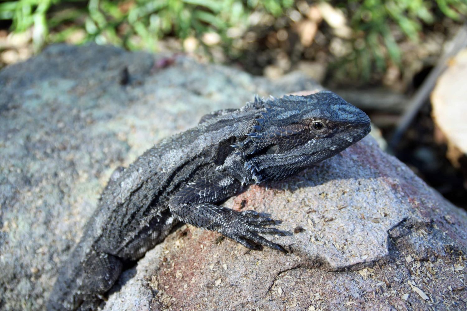 A bearded dragon sunning itself on the granite