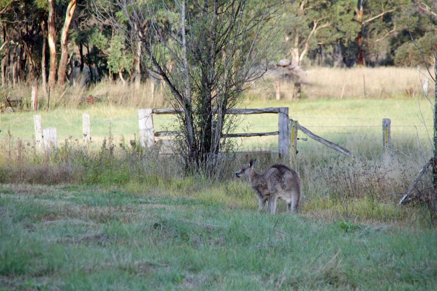An eastern grey kangaroo along the fence line at dusk