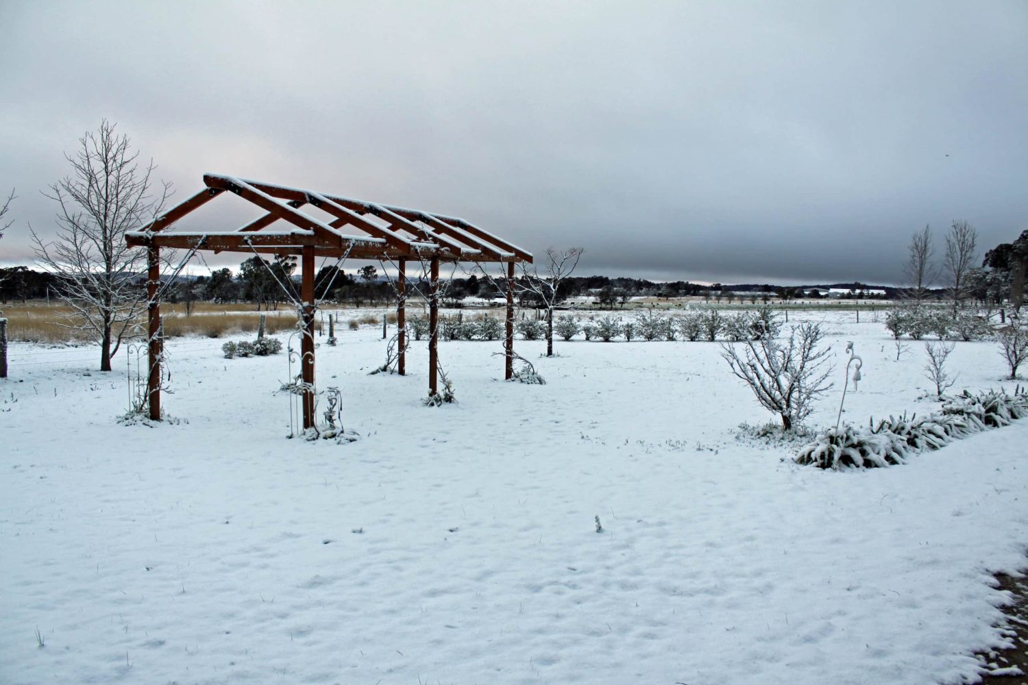 Snow over the pergola and the rows beyond